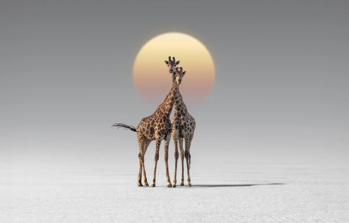 Фото обои animals, africa, couple, giraffes