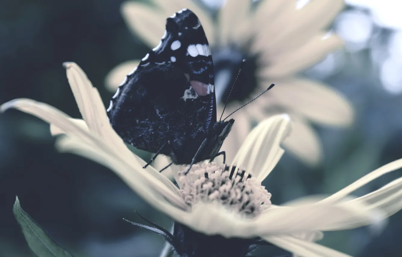 Фото обои цветок, бабочка, крылья, лепестки, насекомое