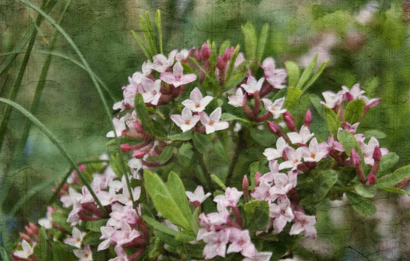 Фото обои цветы, природа, стиль, текстура