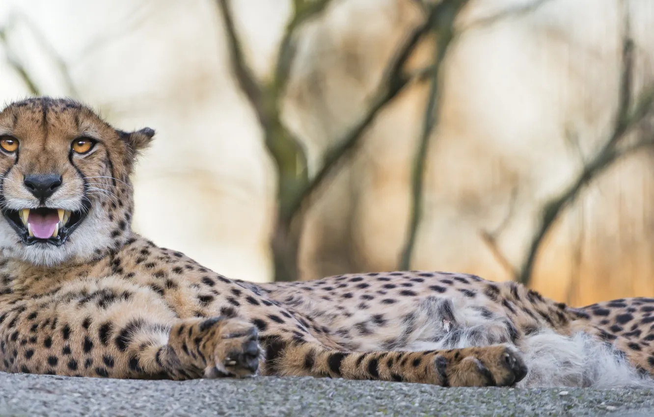 Фото обои кошка, отдых, гепард, клыки, ©Tambako The Jaguar