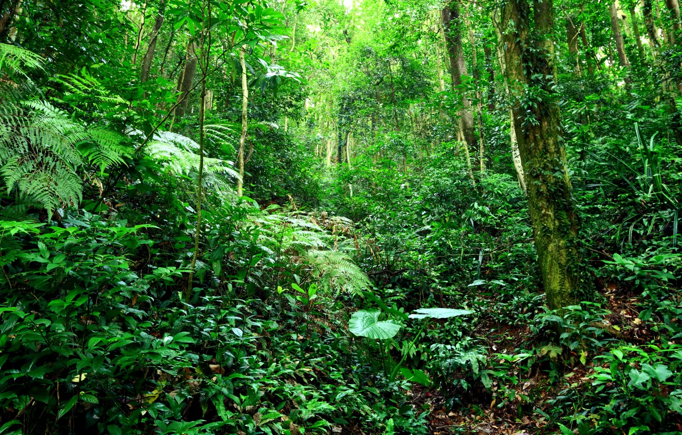 Фото обои зелень, лес, трава, листья, деревья, ветки, тропики, джунгли