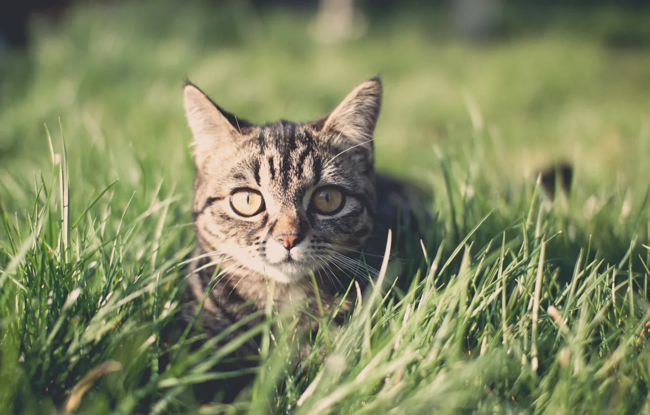 Фото обои поле, трава, кот