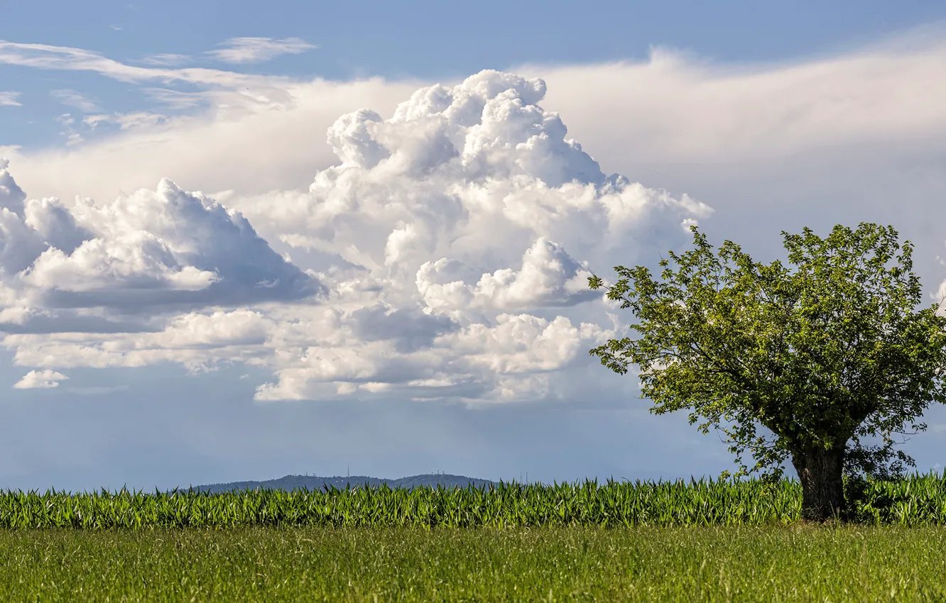 Фото обои поле, облака, дерево