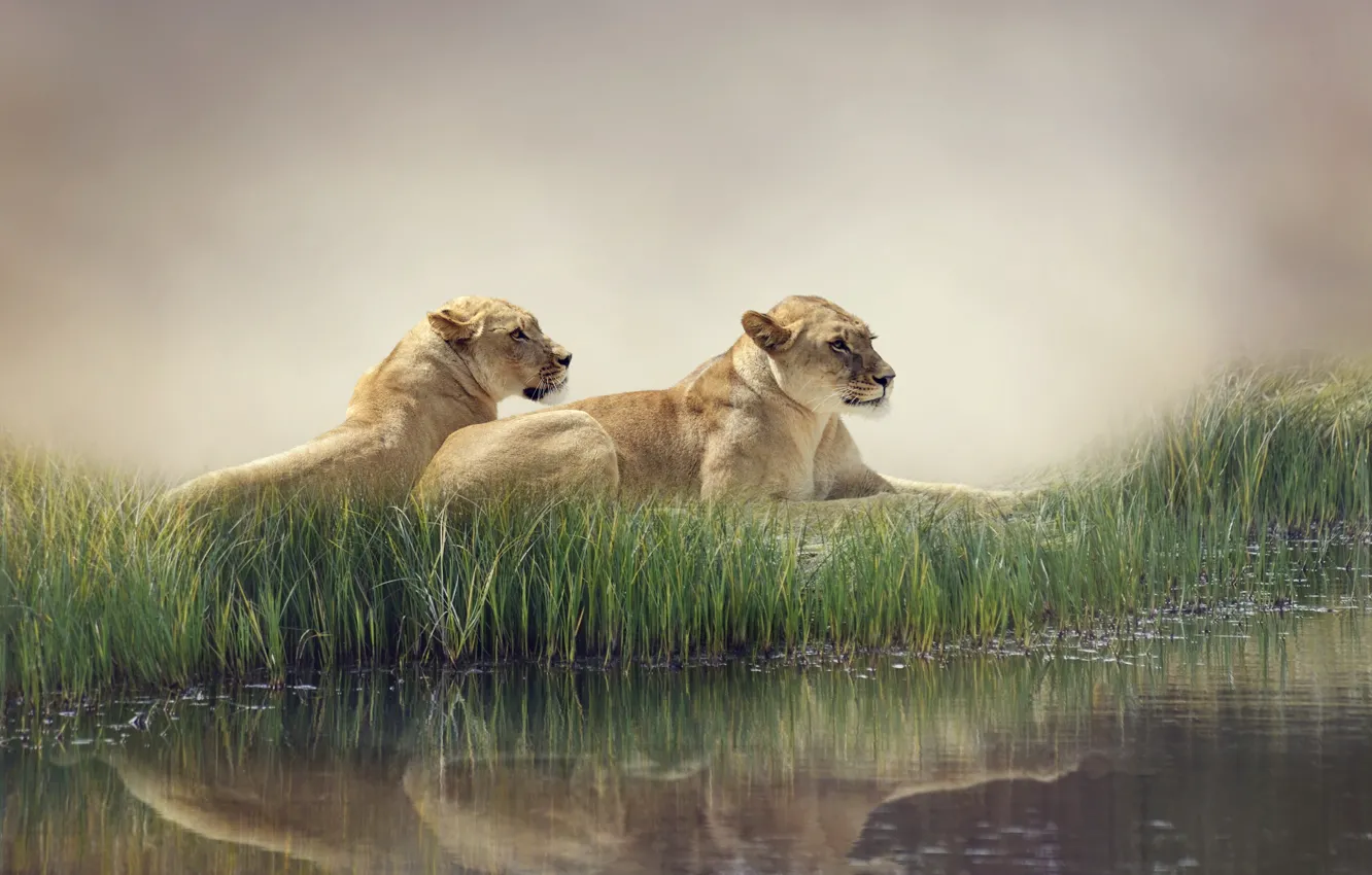 Фото обои вода, природа, туман, пруд, отражение, камыши, хищники, львы