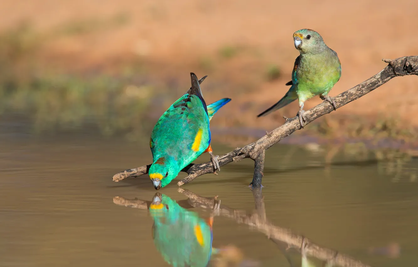 Фото обои птицы, природа, поза, зеленый, отражение, берег, две, ветка