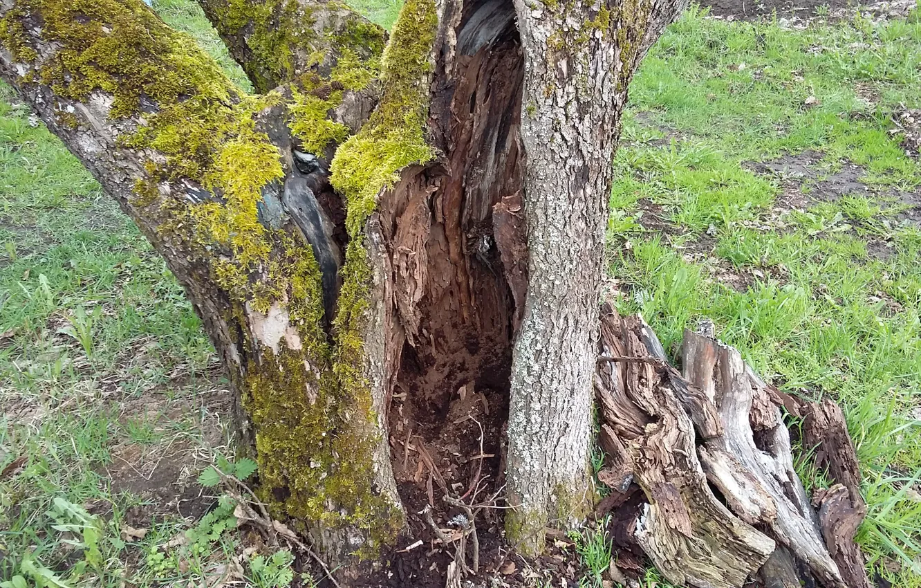Фото обои природа, мох, кора, дупло, коряги, старое дерево