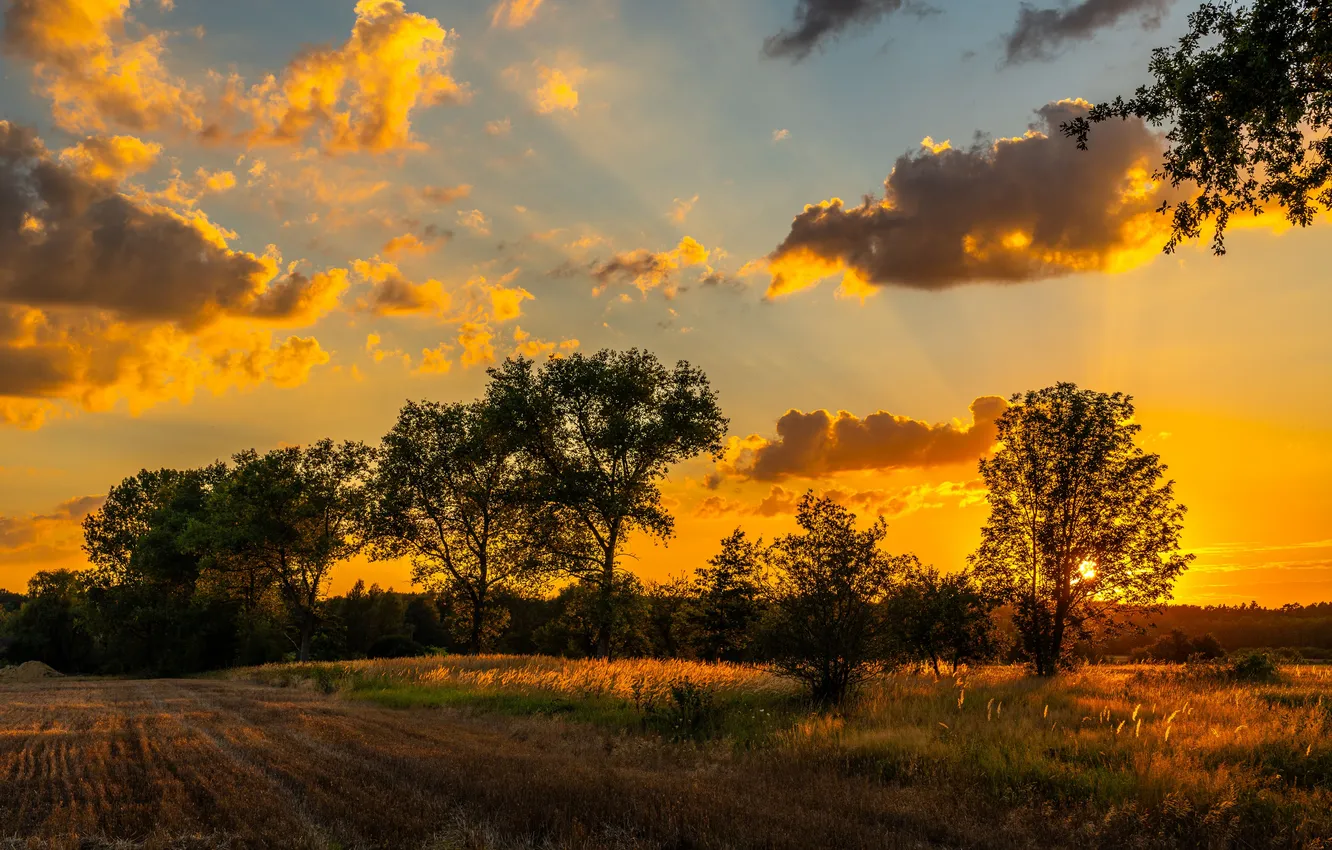 Фото обои summer, landscape, sunset, three