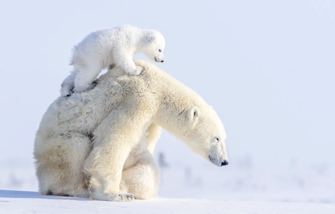 Фото обои зима, животные, снег, хищники, медведи, медвежонок, детёныш, медведица