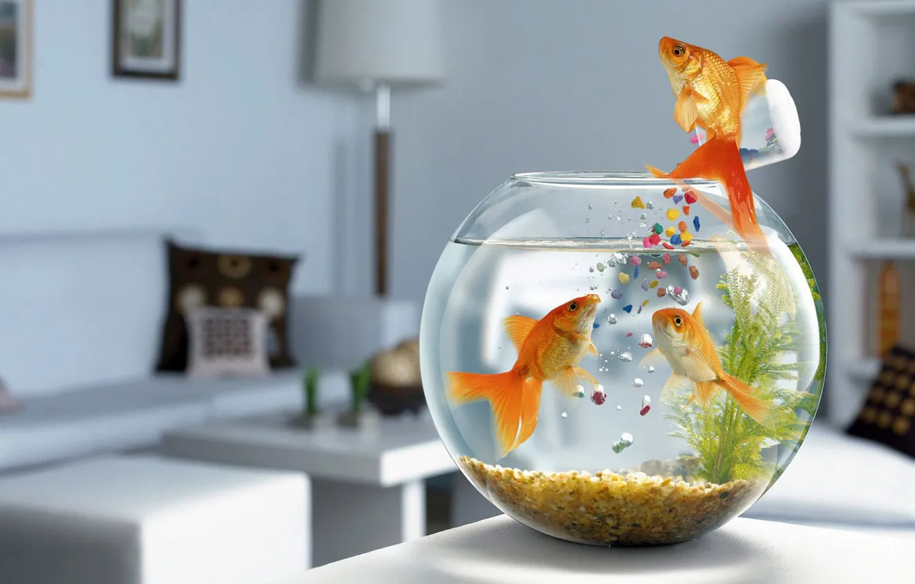 Фото обои рыбки, аквариум, корм