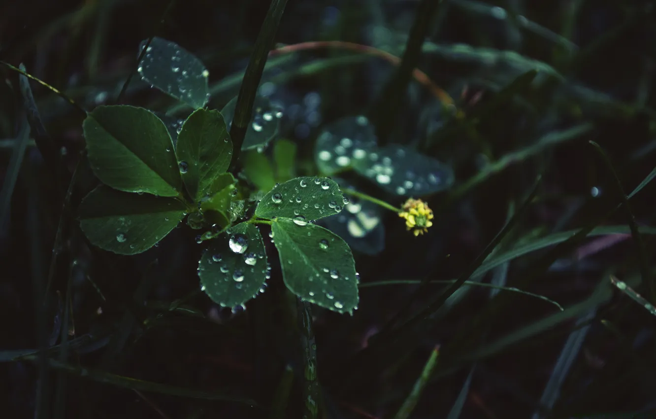 Фото обои листья, капли, in the rain