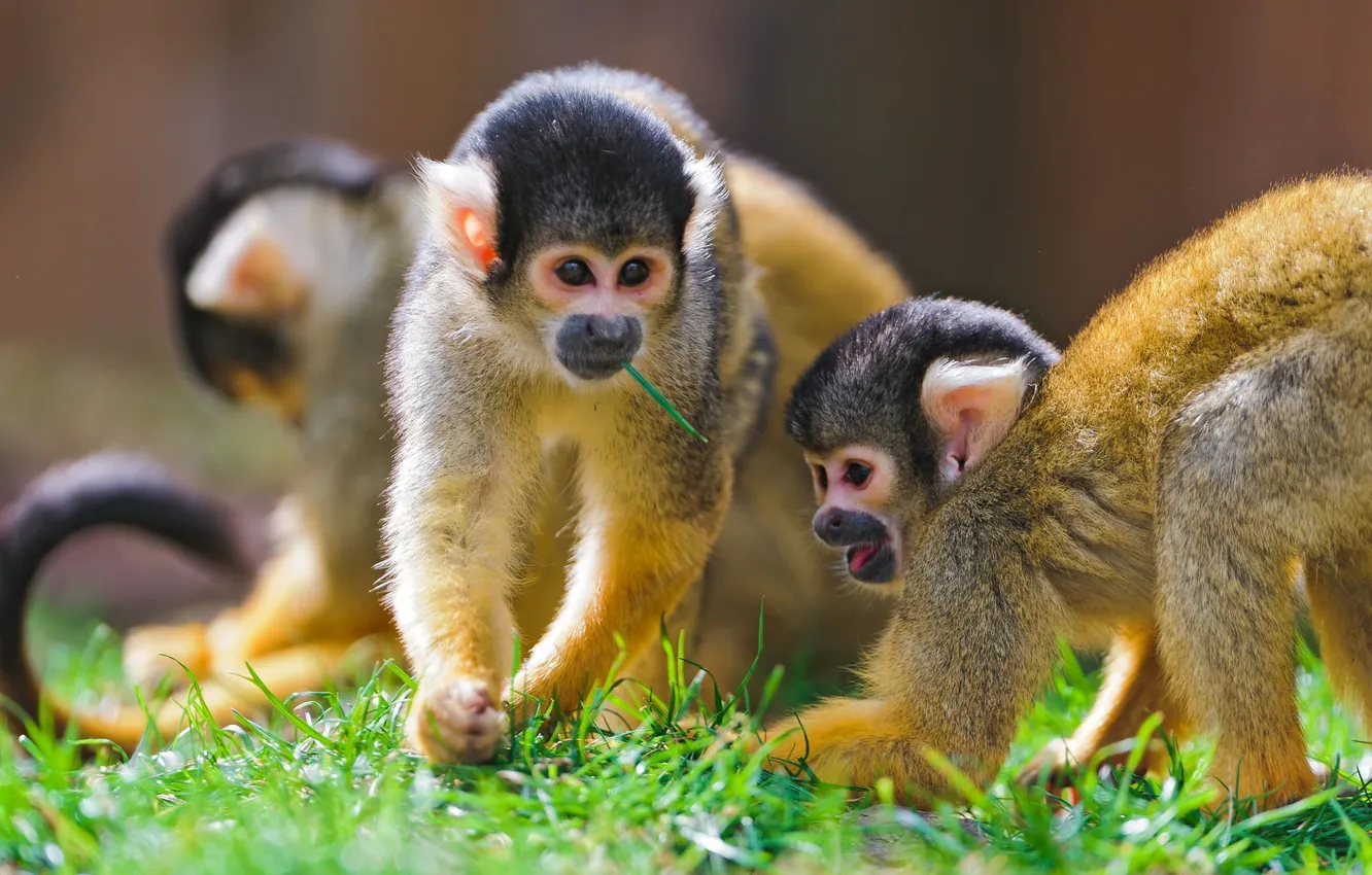 Фото обои обезьяны, саймири, беличьи обезьяны
