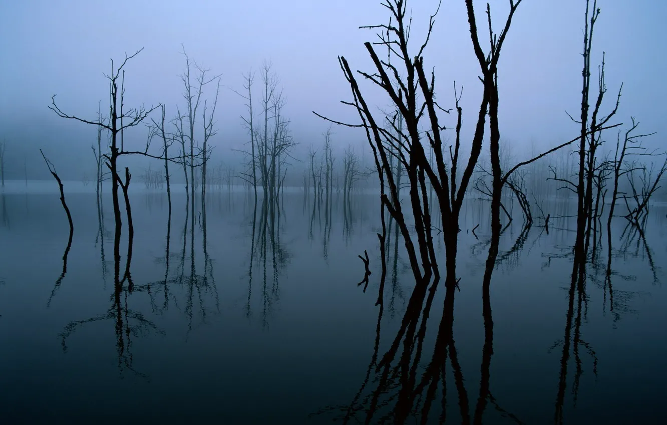 Фото обои деревья, отражение, Dark