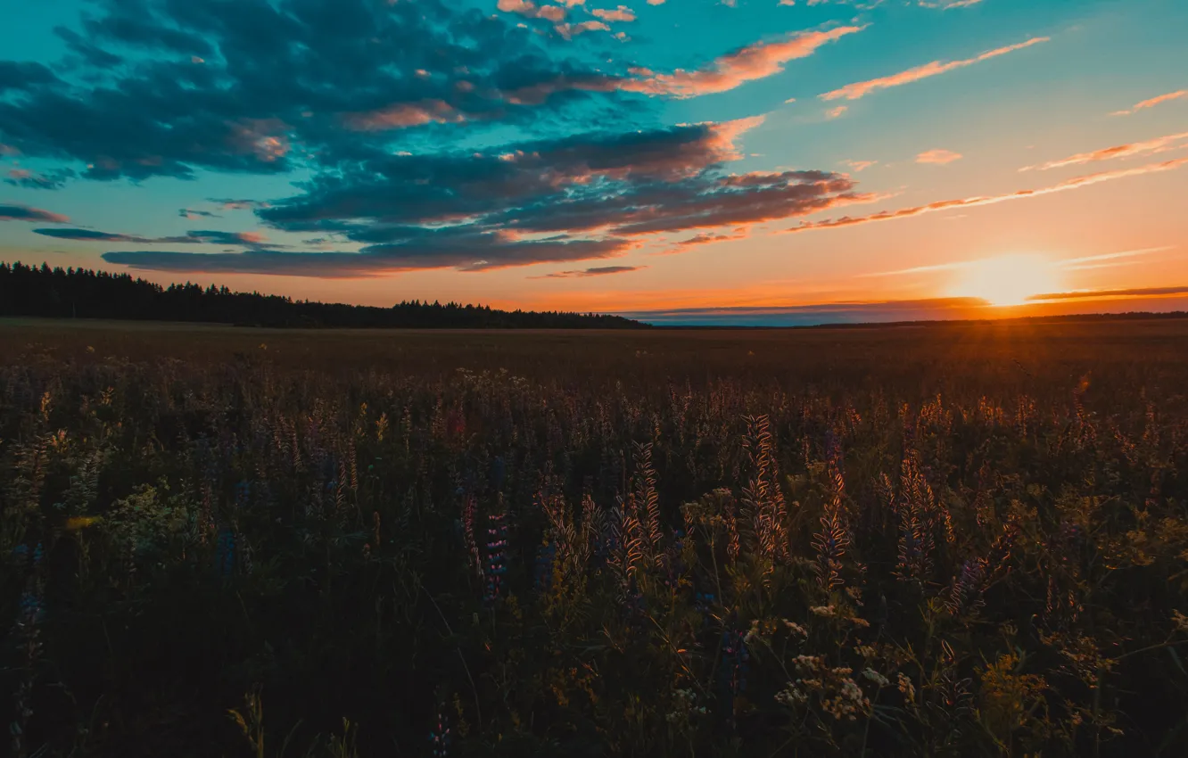 Фото обои green, flower, field, sunset