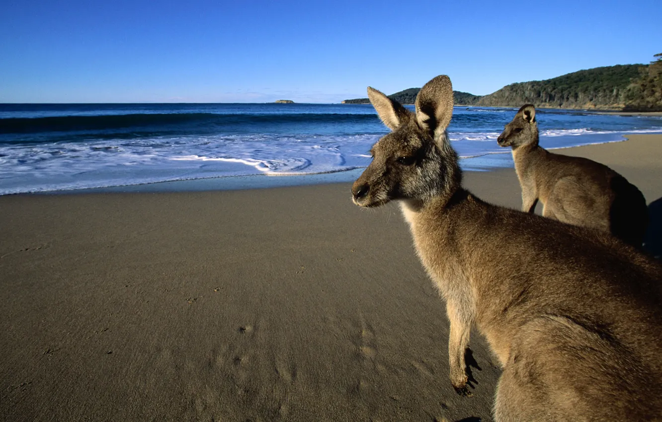 Фото обои песок, пляж, глаза, вода, горы, шерсть, кенгуру, красивые