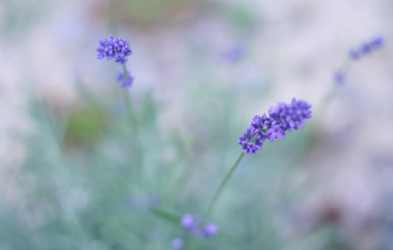 Фото обои поле, макро, цветы, размытость, лаванда, сиреневые, Lavender