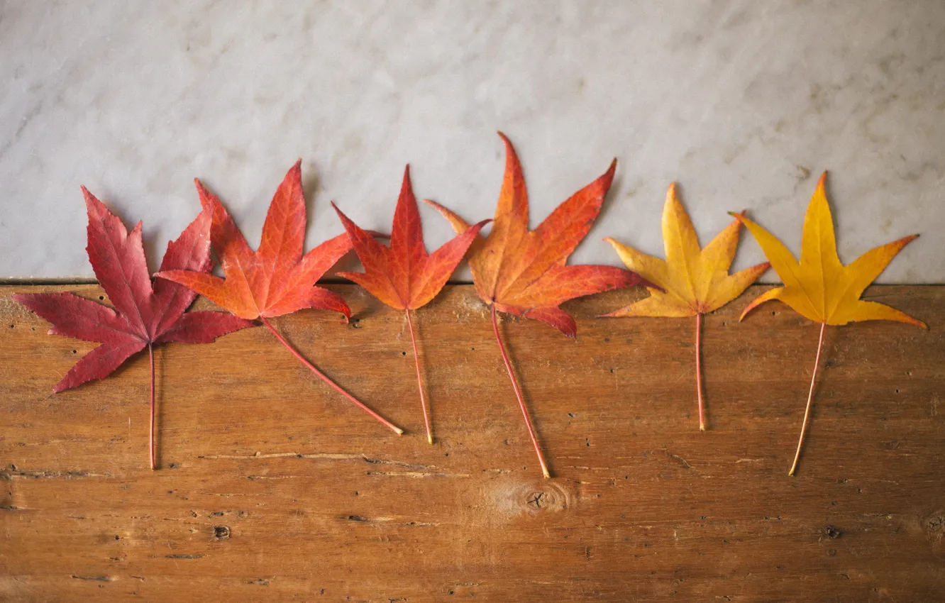 Фото обои wood, autumn, leaves, marble
