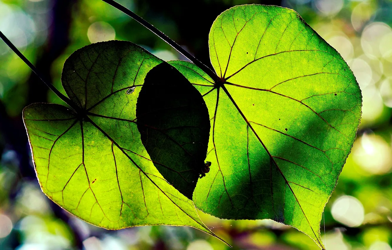 Фото обои листья, макро, деревья, зеленый, фон, green, widescreen, обои