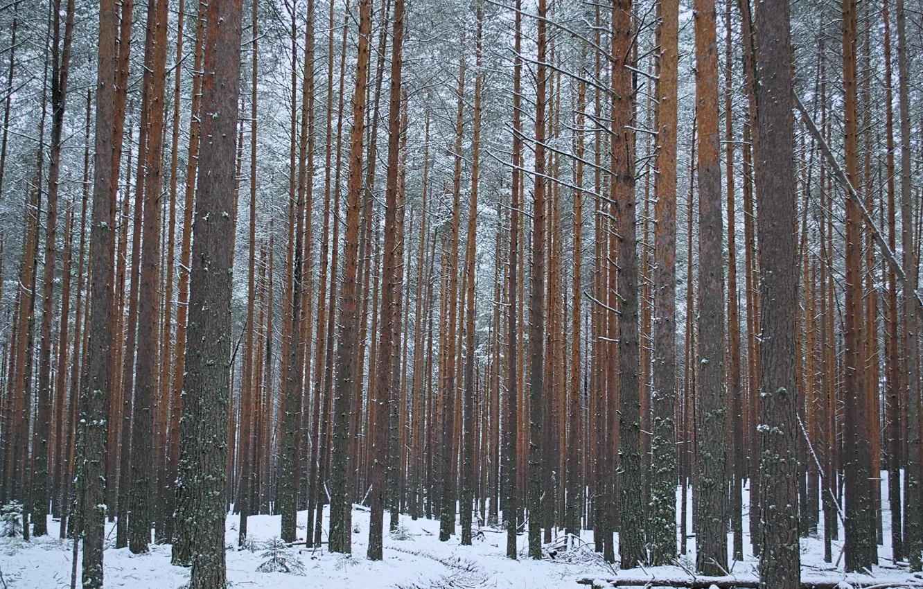 Фото обои зима, лес, деревья, природа, минимализм, сосны