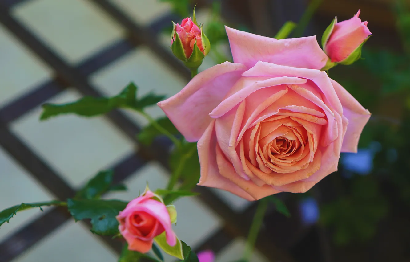 Фото обои цветы, фон, розы, красота, сад, розовые, бутоны, персиковые