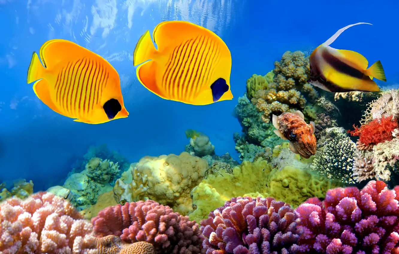 Фото обои рыбы, подводный мир, ocean, fishes, tropical, reef, coral, тропические