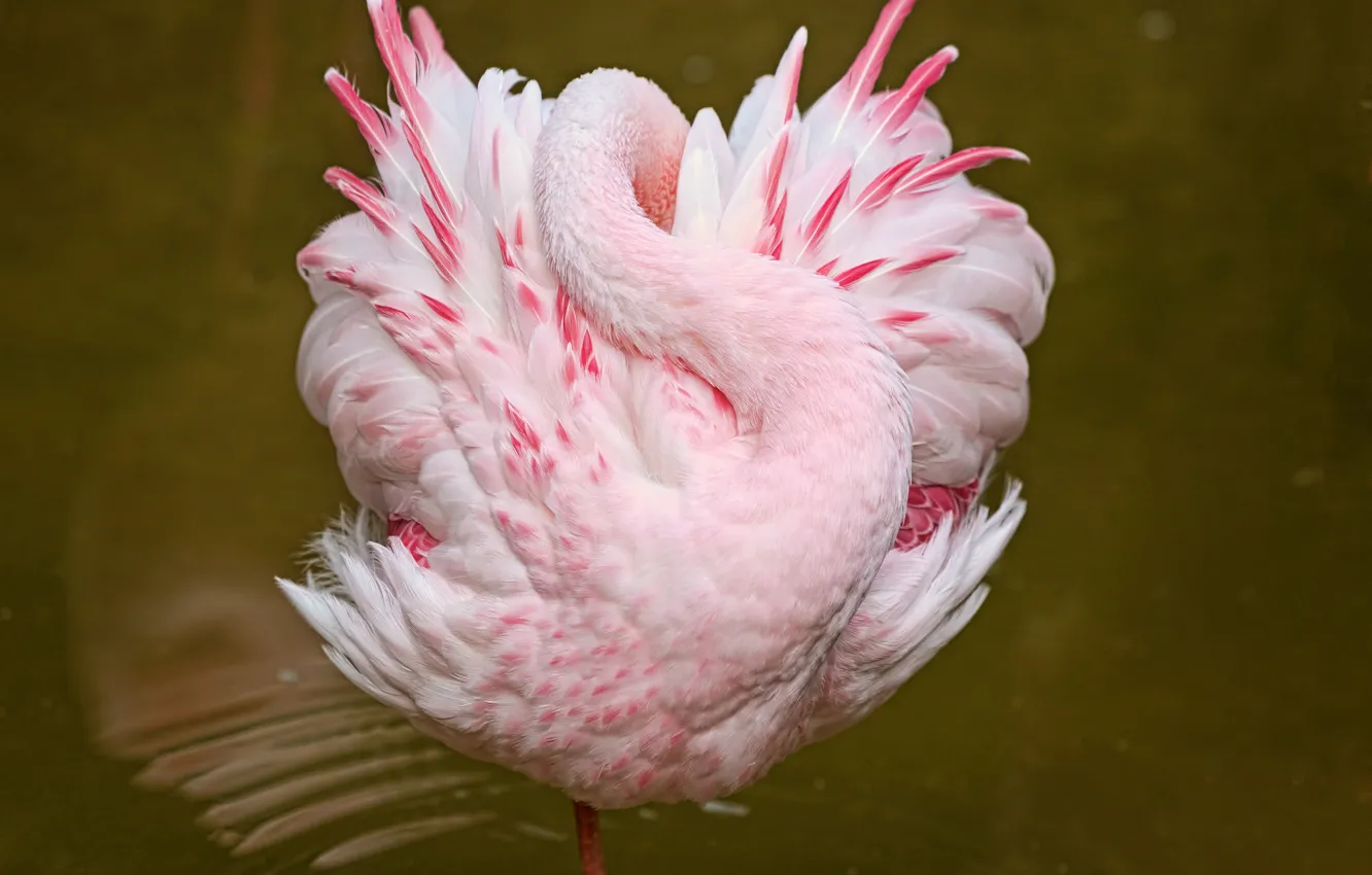 Фото обои вода, розовый, птица, сон, фламинго