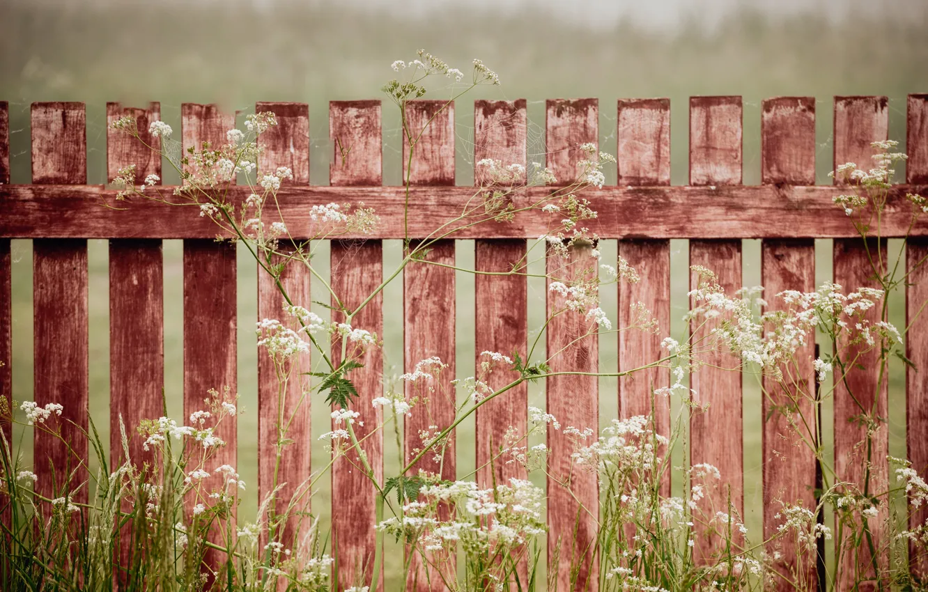 Фото обои трава, забор, паутина