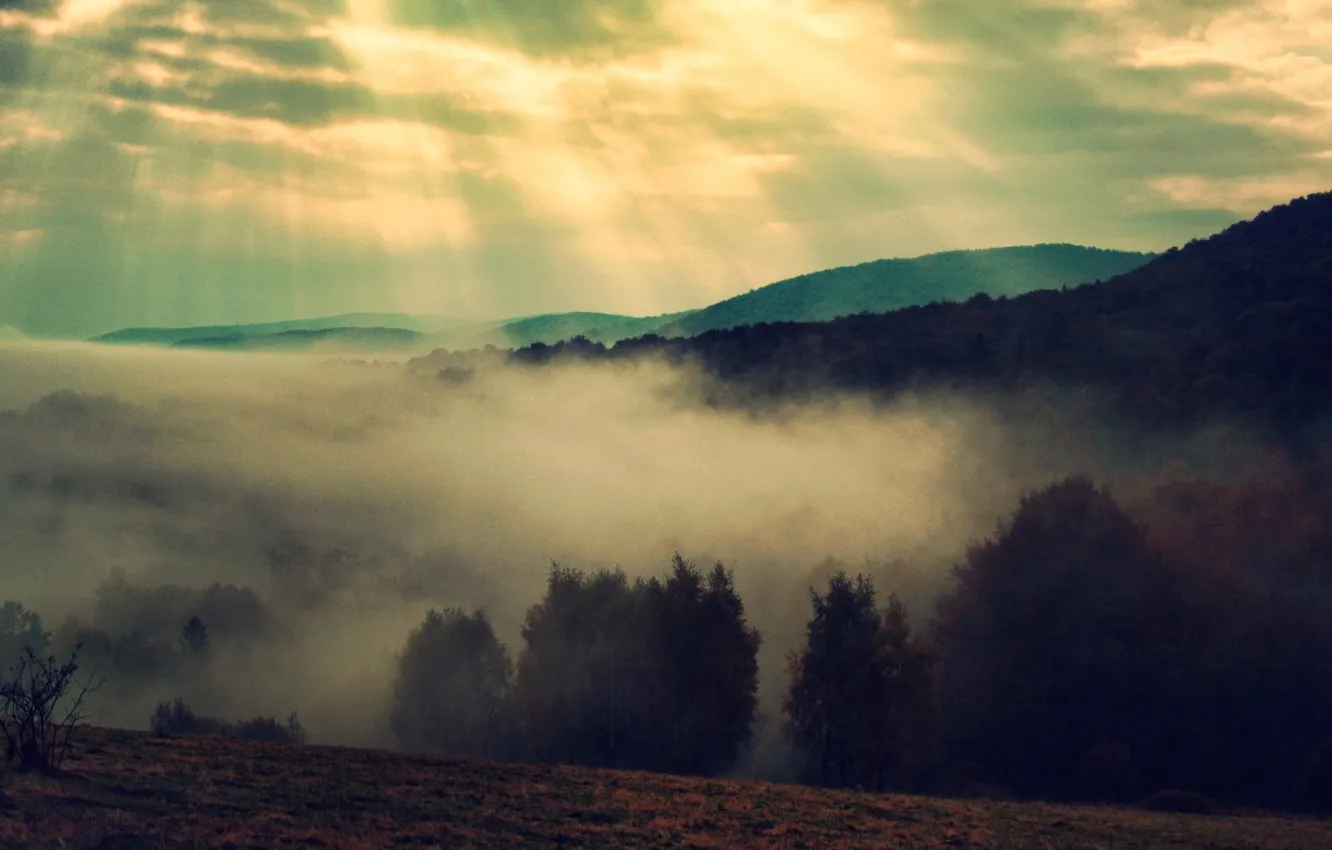 Фото обои пейзаж, туман, фото, лучи света, природа деревья
