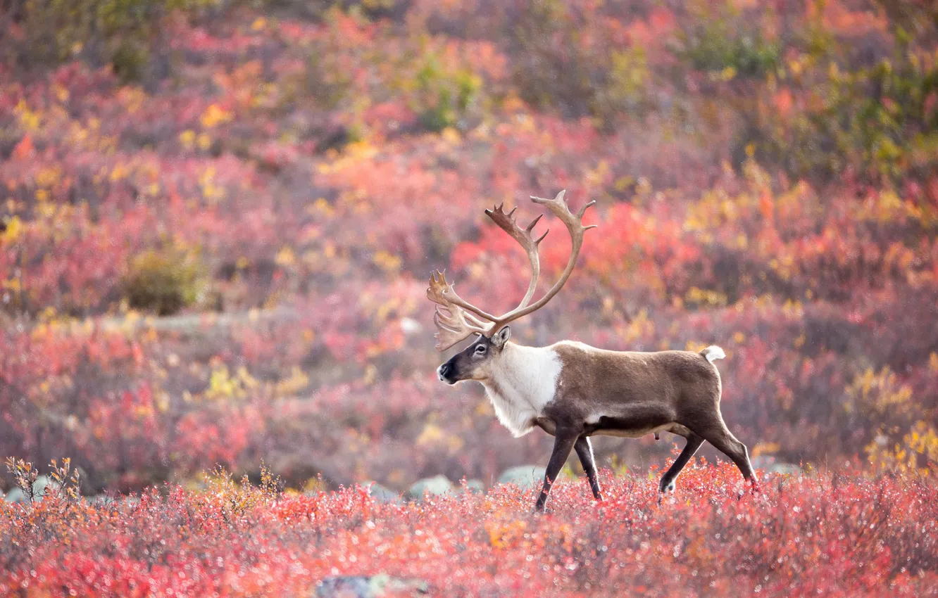 Фото обои autumn, wildlife, tundra, caribou