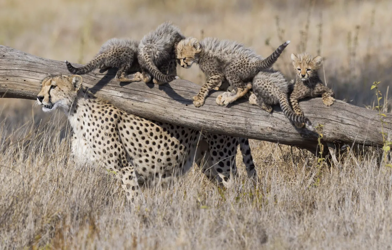 Фото обои гепард, бревно, котёнок