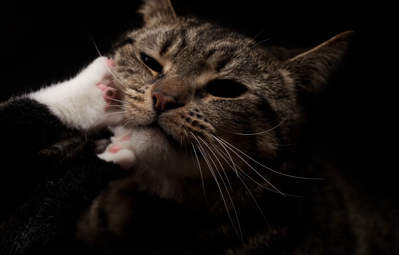 Фото обои кот, усы, морда, лапки