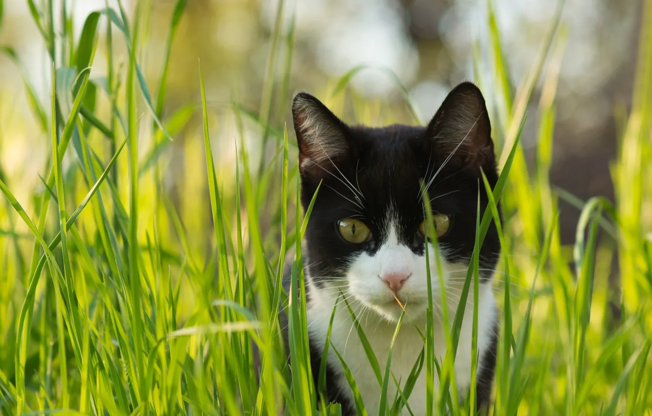 Фото обои трава, кот, взгляд