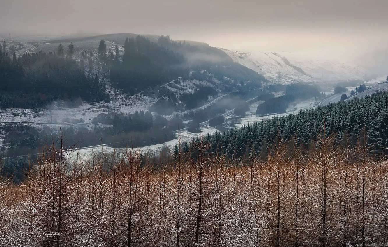 Фото обои лес, природа, туман, даль