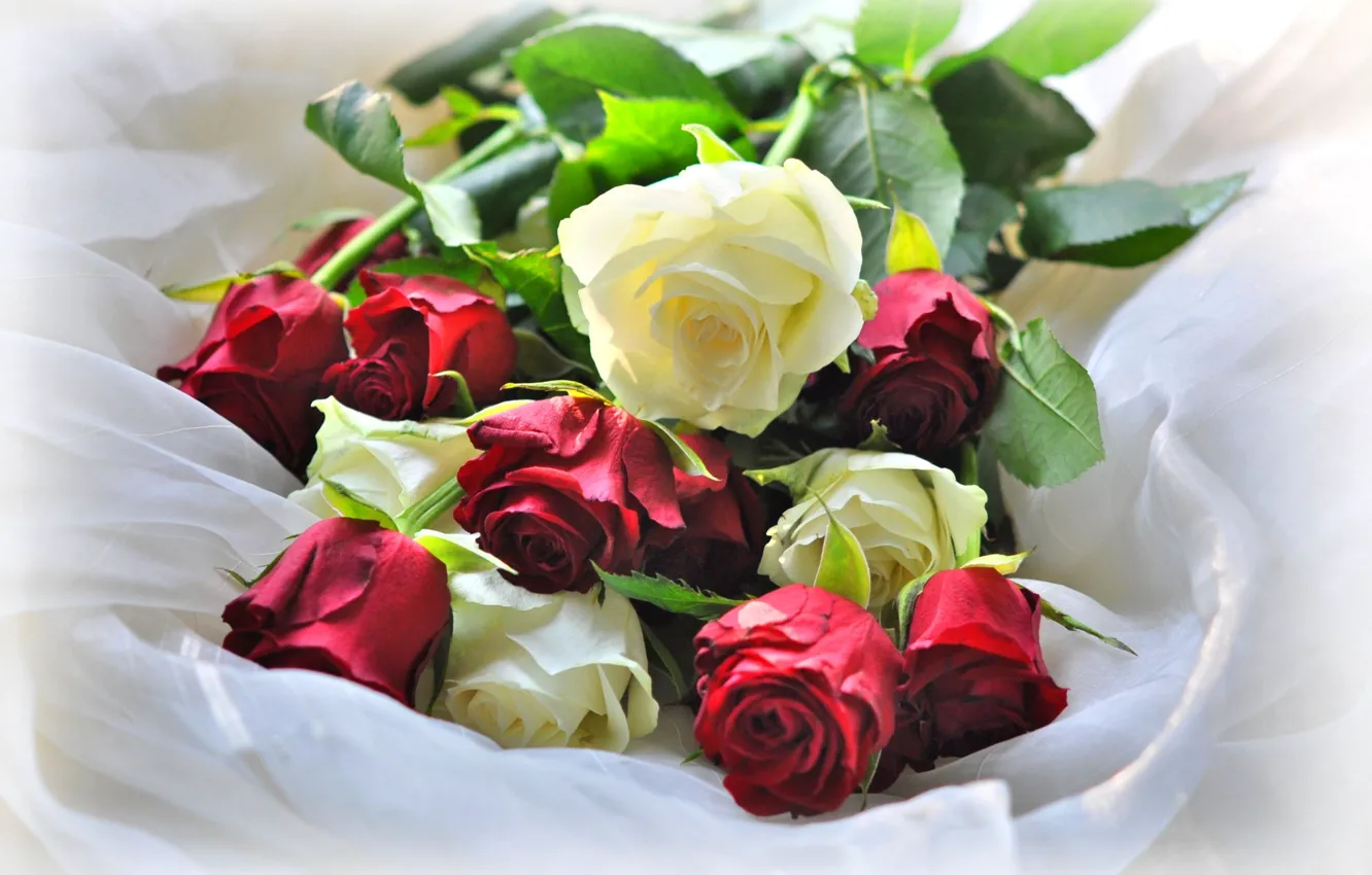 Фото обои белый, красный, розы, бутоны