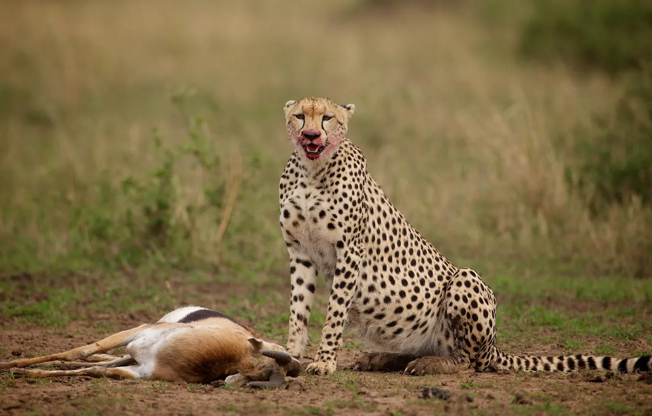 Фото обои гепард, добыча, антилопа
