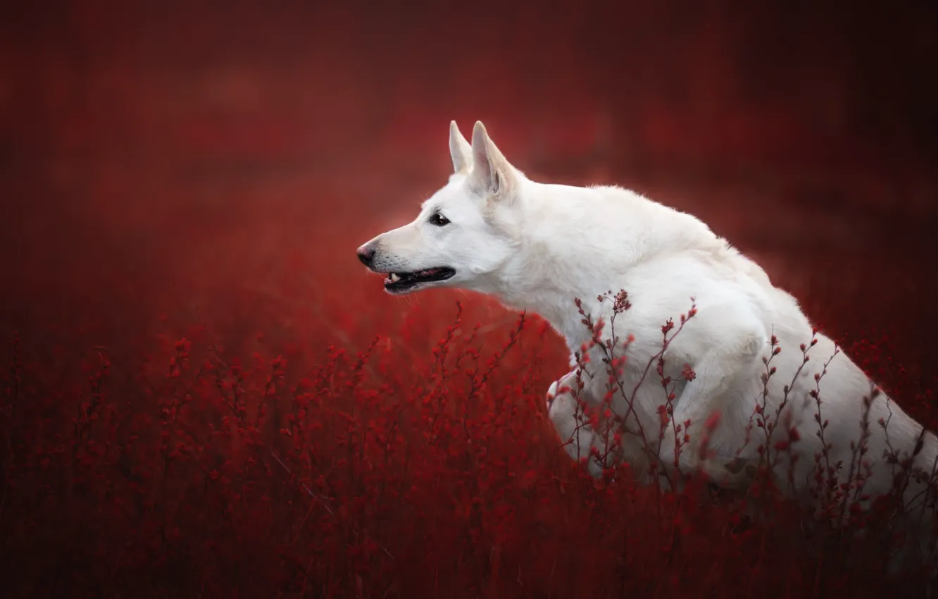 Фото обои трава, прыжок, собака, красный фон, Белая швейцарская овчарка