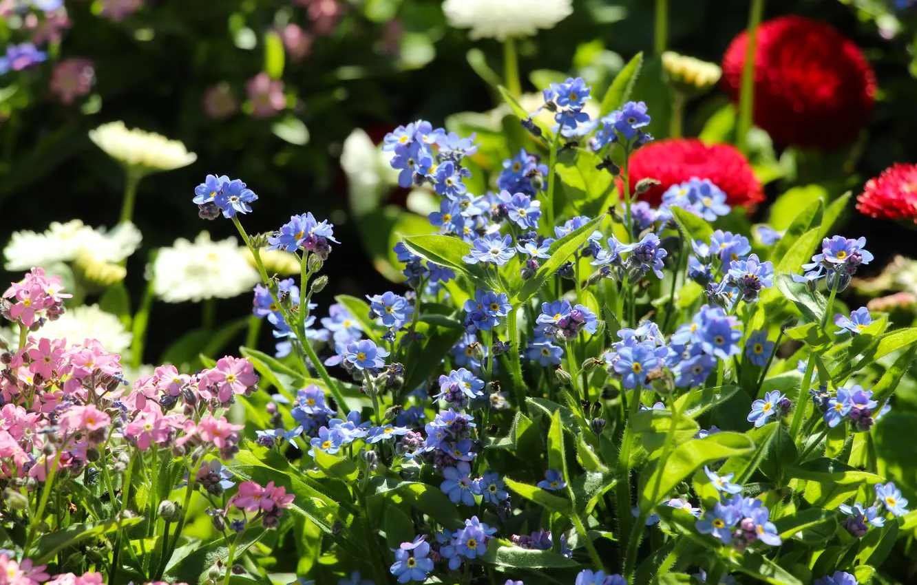 Фото обои garden, color, spring, blooming
