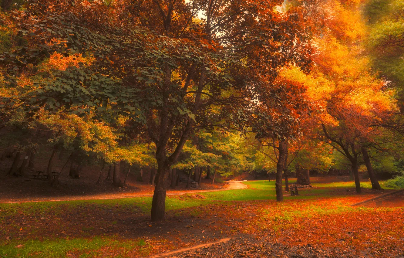 Фото обои осень, лес, листья, деревья, пейзаж, скамейка, природа, парк