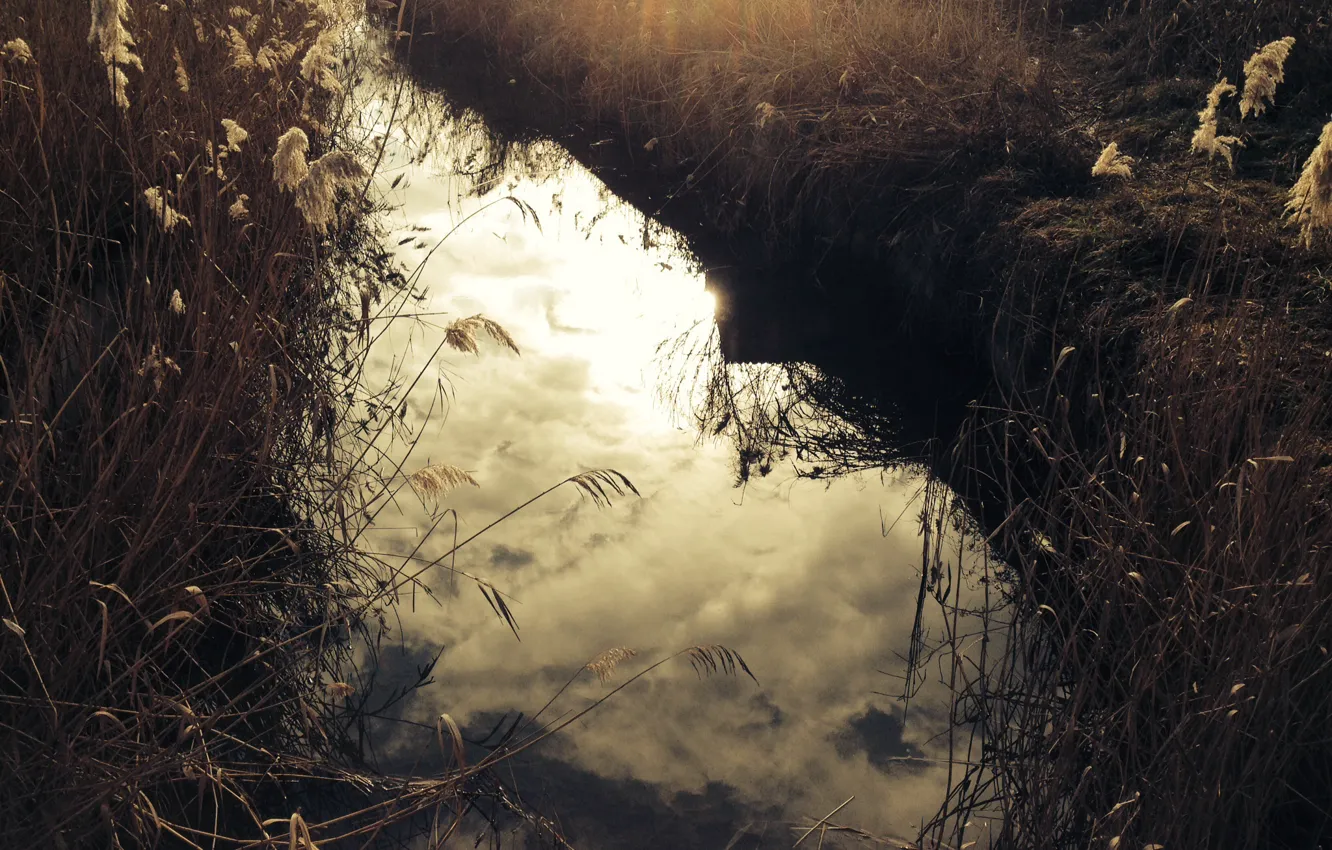 Фото обои река, вечер, камыш