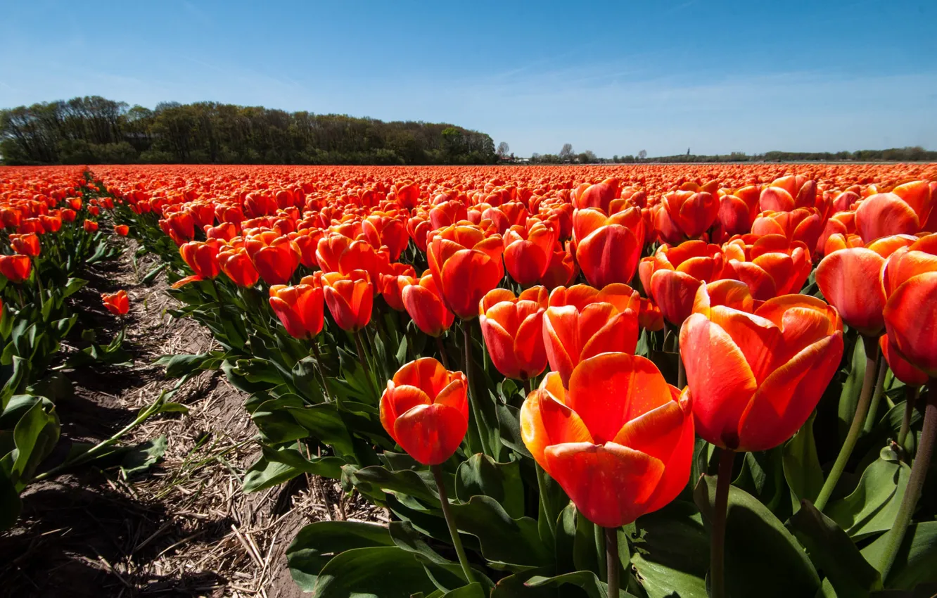 Фото обои небо, тюльпаны, красные, бутоны, плантация, тюльпановое поле, межа