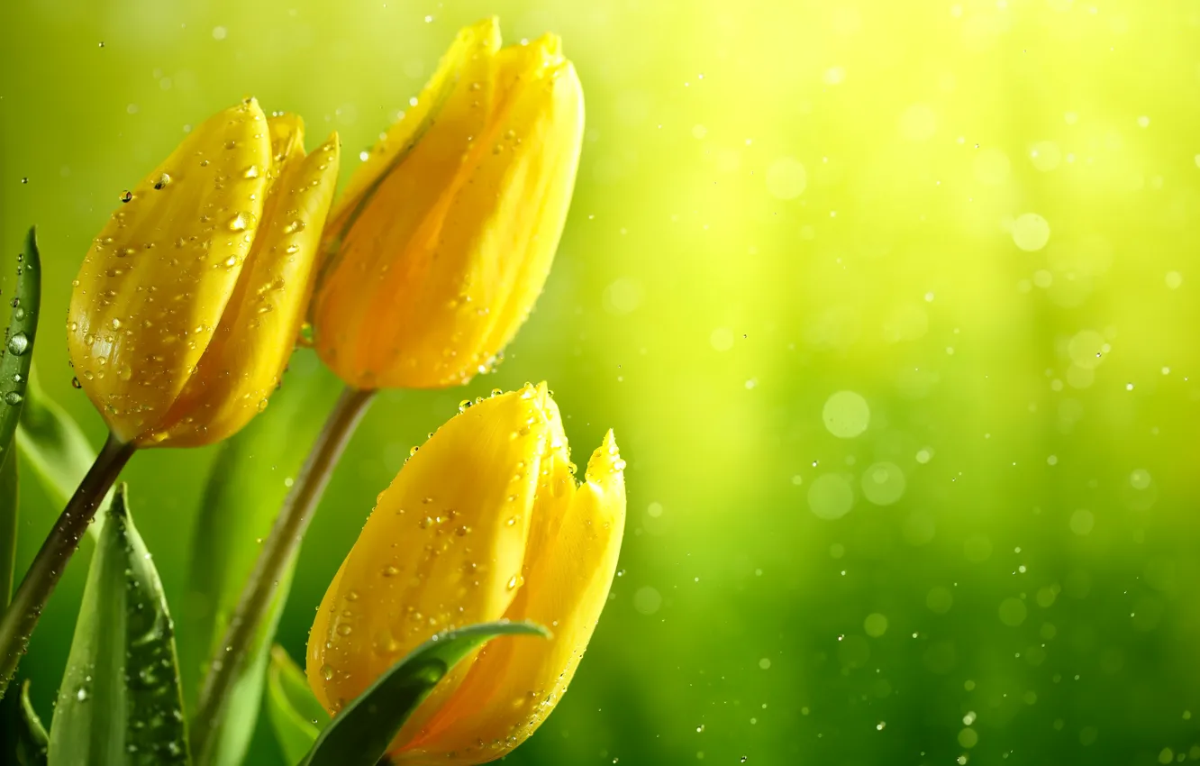 Фото обои зелень, листья, вода, капли, блики, фон, желтые, тюльпаны