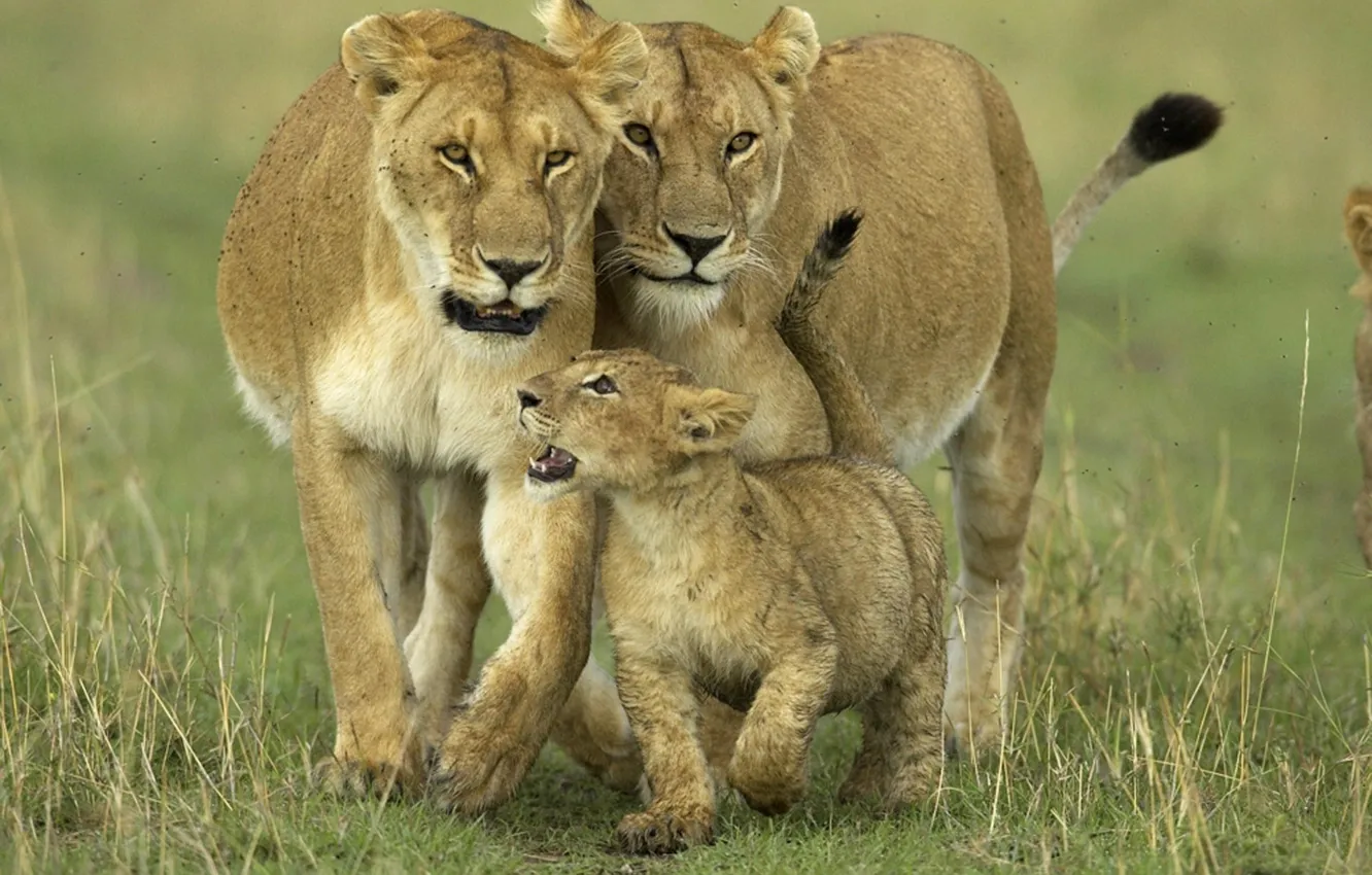 Фото обои animals, africa, cub, proud, parents, African Lions