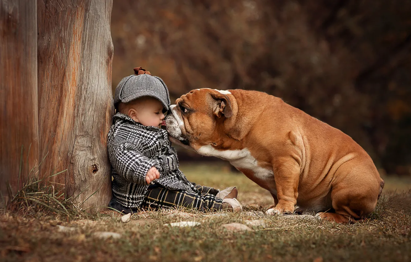 Фото обои собака, мальчик, малыш, ребёнок, Английский бульдог, Анна Ипатьева