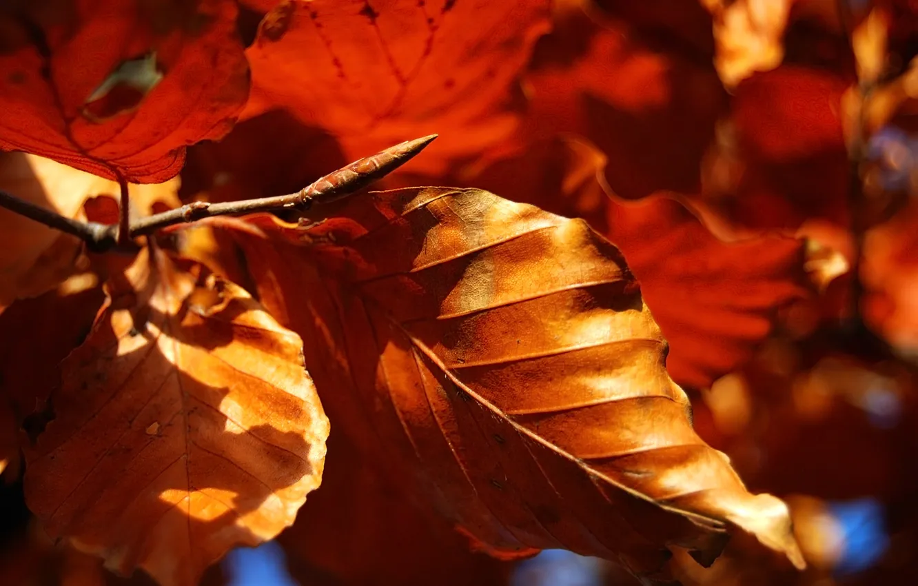 Фото обои осень, листья, макро, природа, осенние обои