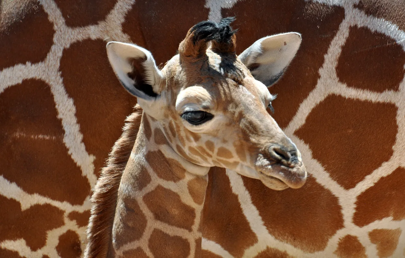 Фото обои мальчик, маленький, жираф, boy, baby, giraffe, little, cute
