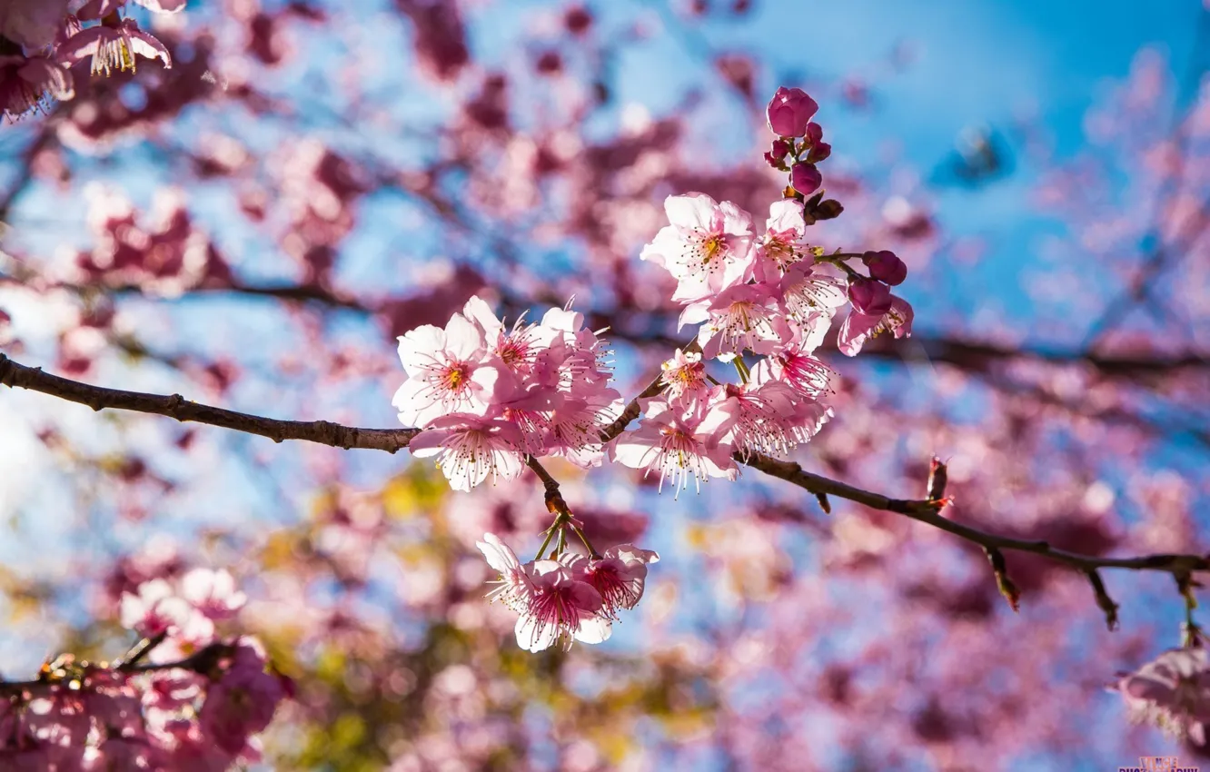 Фото обои цветы, розовый, сакура, Тайвань, pink, flowers, вишни, sakura