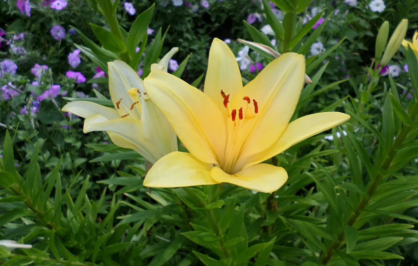 Фото обои лето, желтая, петуния, декоративная лилия