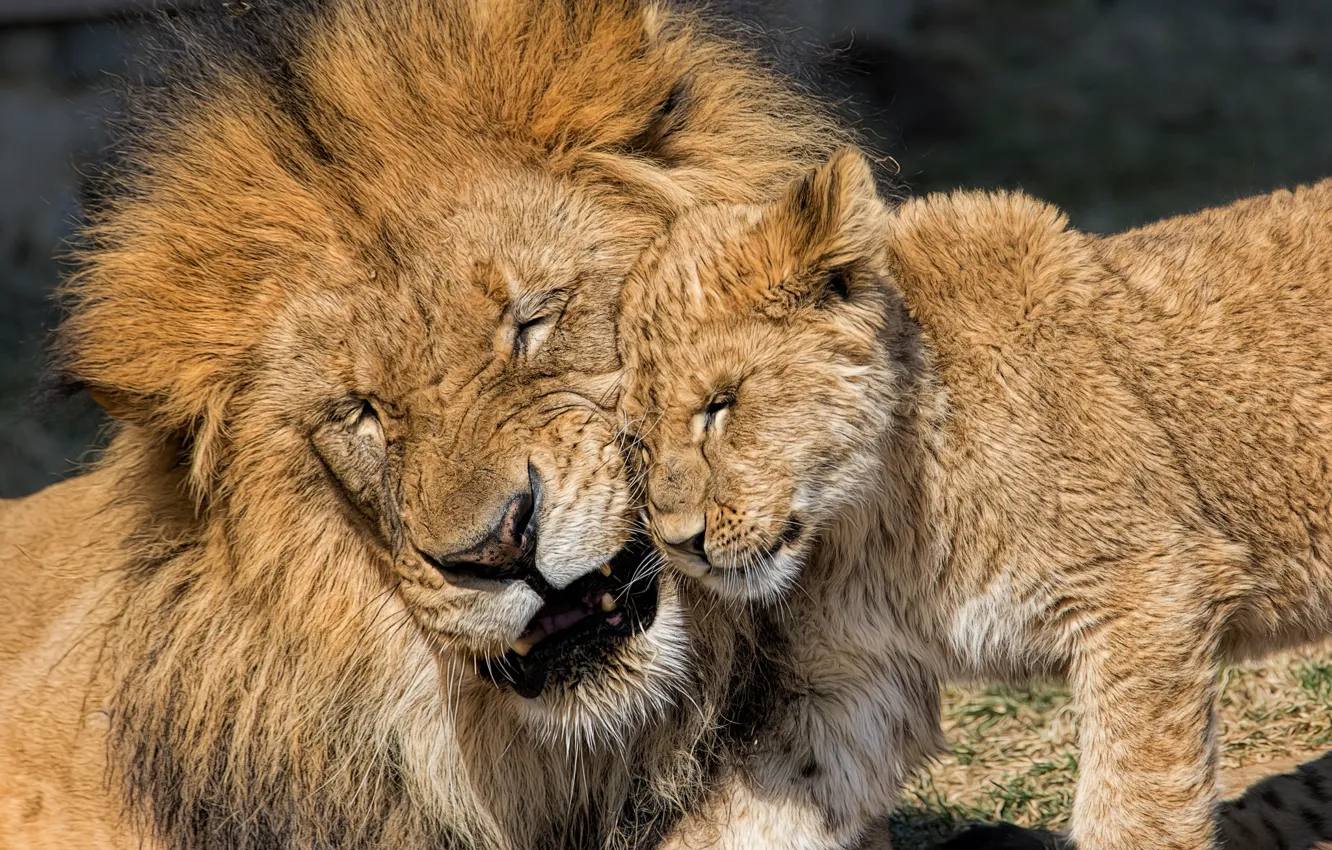 Фото обои любовь, лев, детёныш, котёнок, львы, львёнок, отцовство