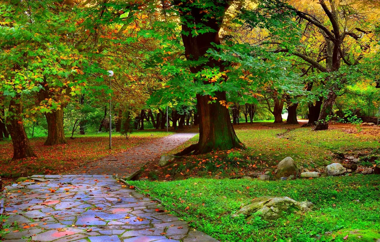 Фото обои деревья, парк, Осень, дорожка, аллея, листопад, trees, nature