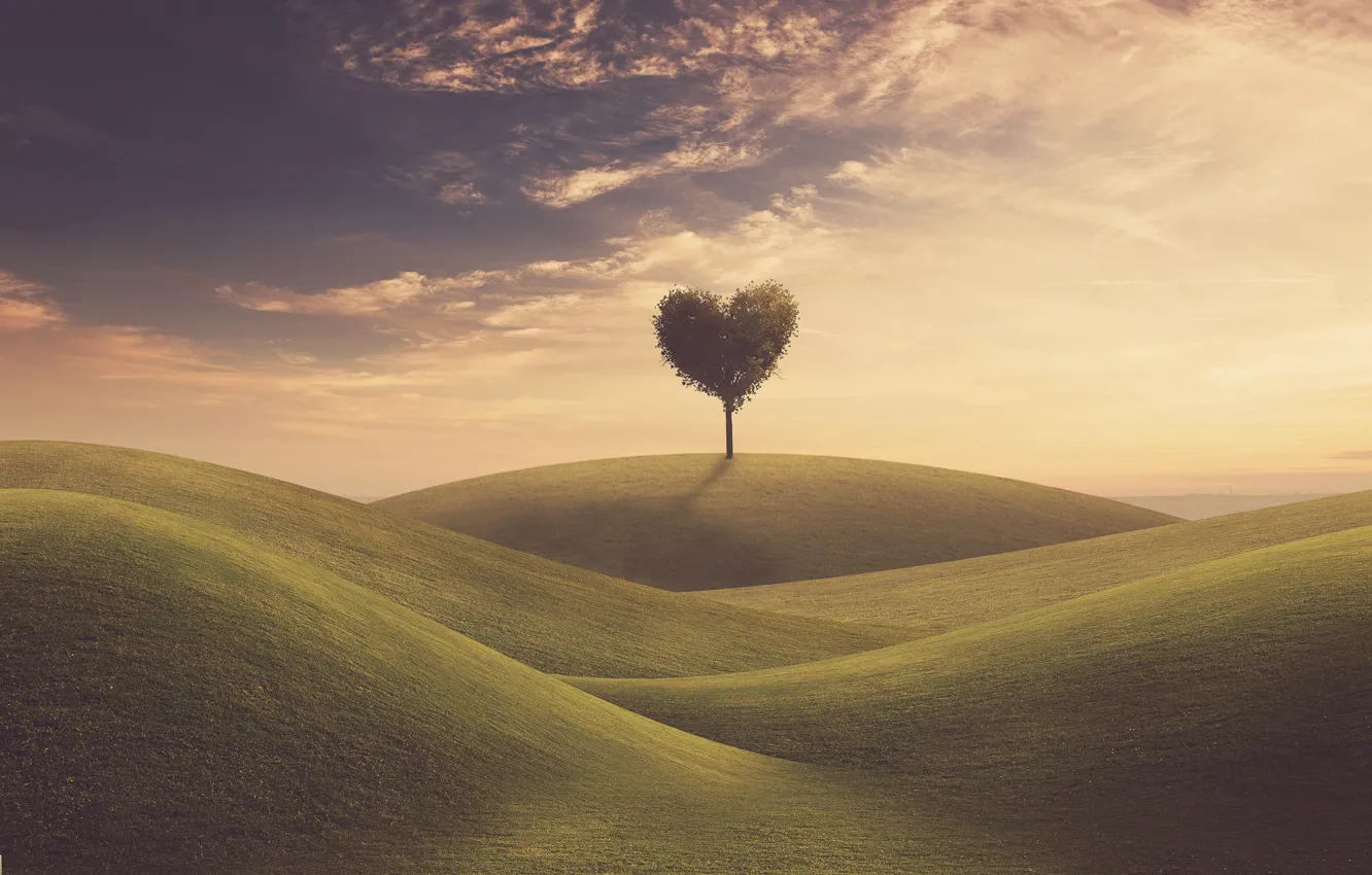 Фото обои поле, небо, трава, любовь, дерево, сердце, love, field