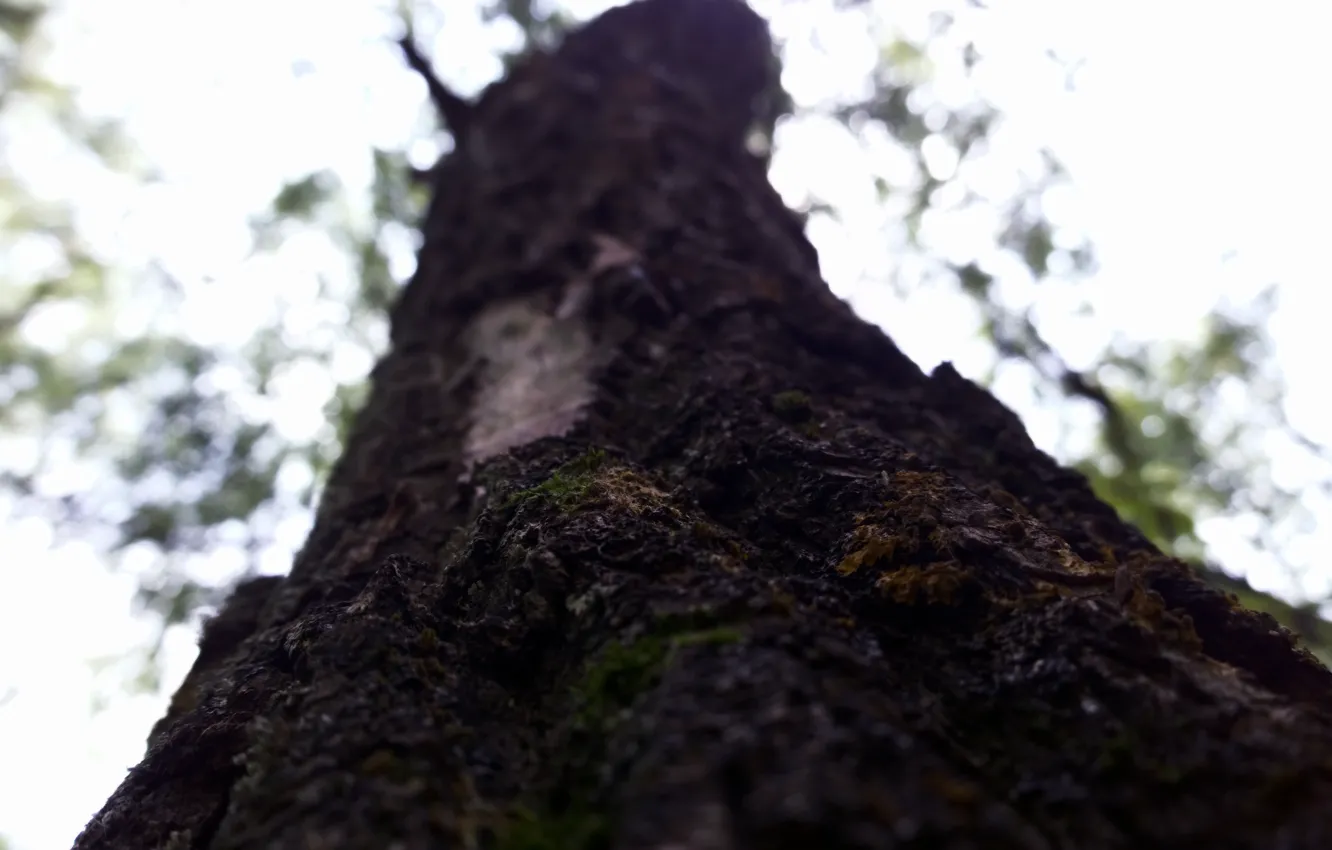 Фото обои макро, деревья, природа